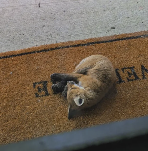 Cute News: Kleiner Fuchs