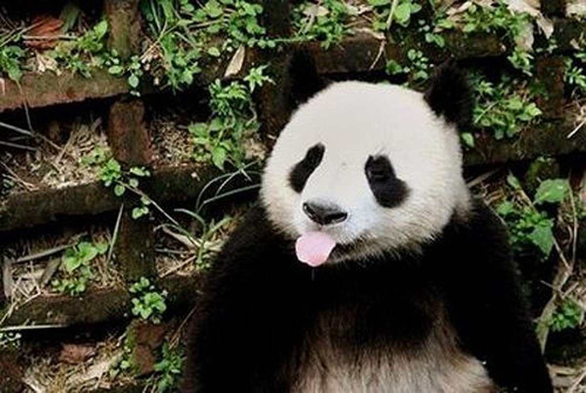 cute news tier panda

https://ch.pinterest.com/pin/407857309974628824/