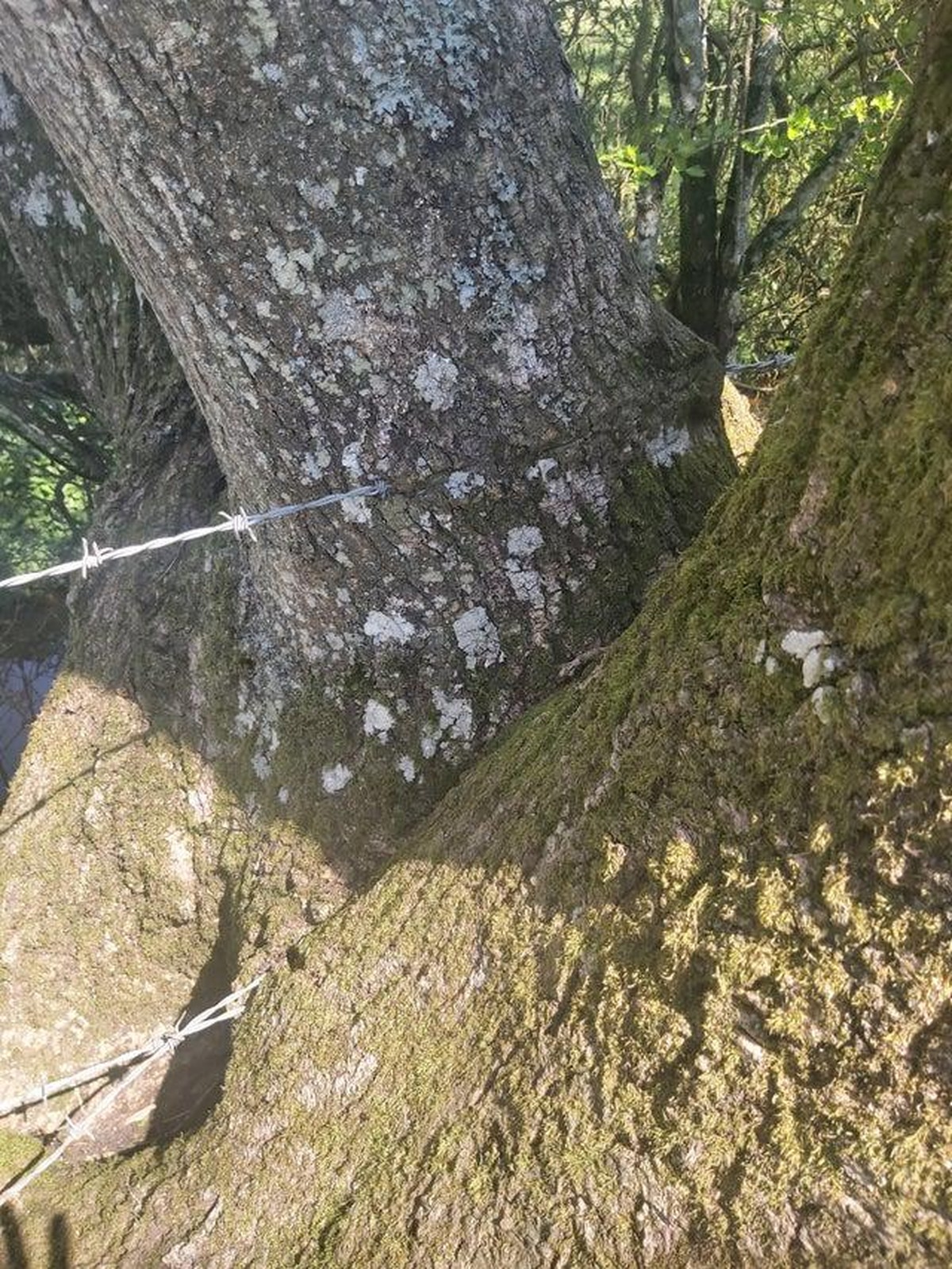 Crazy nature