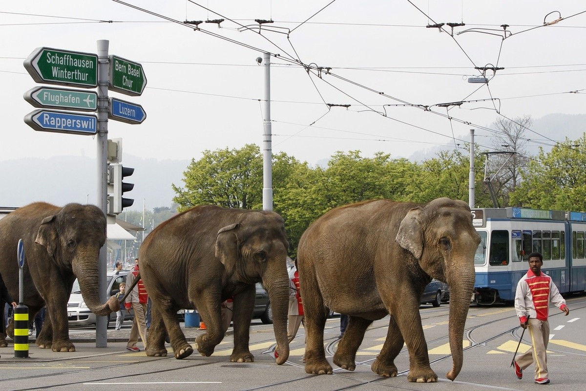Elefantenkuh Sabu im Kinderzoo in Rapperswil am Donnerstag, 10. Juni 2010. Die Elefantenkuh des Circus Knie muss nach den beiden "Spaziergaengen " in Zuerich und Wettingen vorserst im Kinder ...