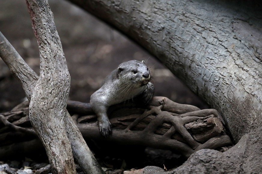 A smooth-coated otter looks out of its enclosure in the Prague Zoo, Czech Republic, Wednesday, March 15, 2017. Seven cubs were born in January, 2017. (AP Photo/Petr David Josek)