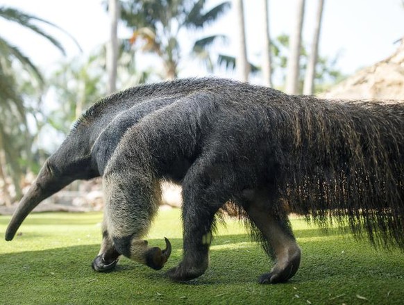 Ameisenbär Tier gefährlich herzig süss