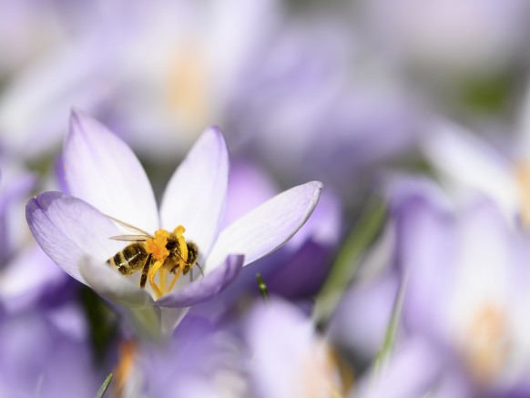 A bee lands on a crocus blossom on a warm winter day, this Thursday, February 25, 2021 at Bern, Switzerland. (KEYSTONE/Anthony Anex)