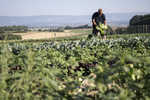 Der Gemuesebauer Thomas Lehmann erntet am fruehen Morgen eines Hitzetags frisch geschnittene Salate auf seinem Betrieb Lehmann Fruechte und Gemuese, am Freitag, 26. Juni 2026, in Buechslen, Gemeinde M ...
