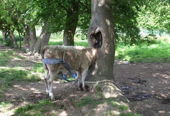 epa03731437 A handout photograph released by the British Shropshire fire and rescue service on 05 June 2013 showing a cow whose head was trapped in a tree in Coseley Field, Monkmore, Shrewsbury, Engla ...