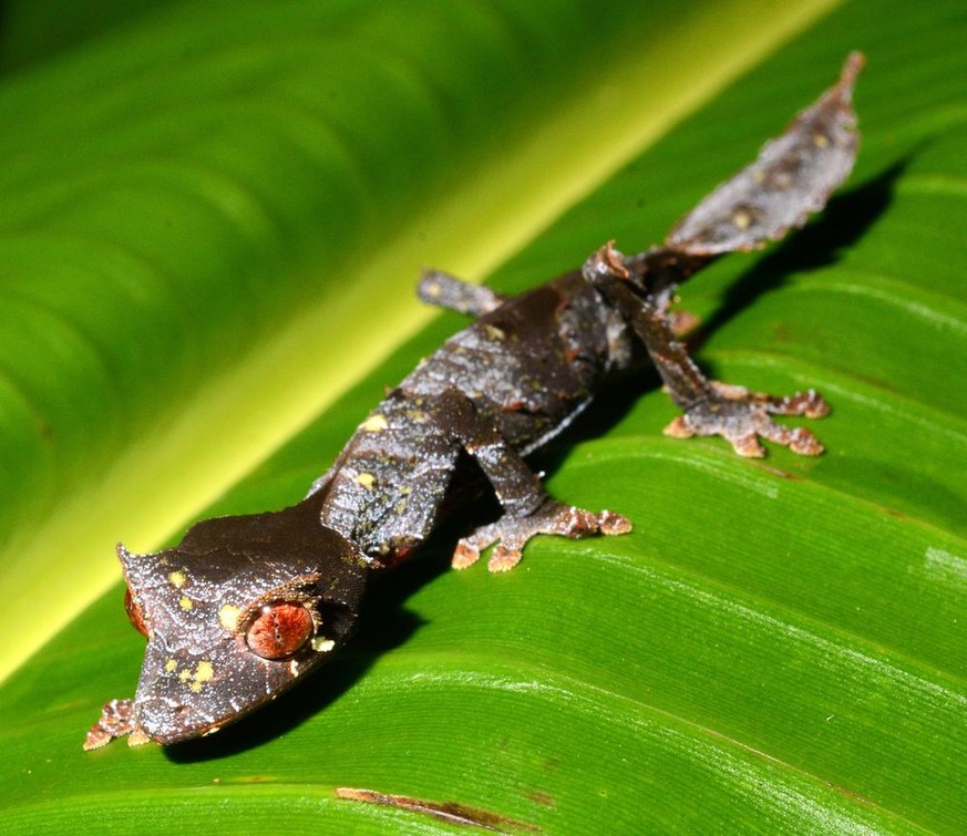 Gespenst-Plattschwanzgecko (Uroplatus phantasticus).