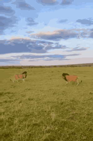 Animiertes GIF