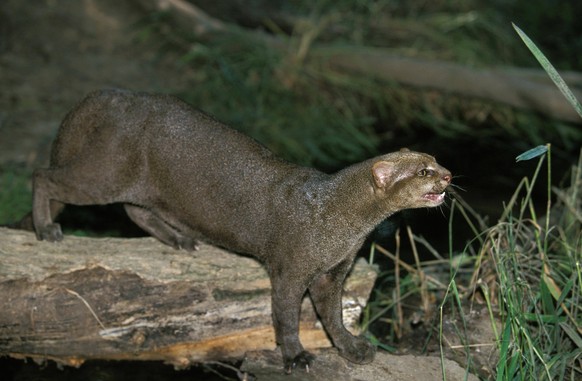 Jaguarundi, herpailurus yaguarondi, Erwachsen *** Jaguarundi, Herpailurus yaguarondi, adult Copyright: imageBROKER/G.xLacz ibllag05282592.jpg Bitte beachten Sie die gesetzlichen Bestimmungen des deuts ...
