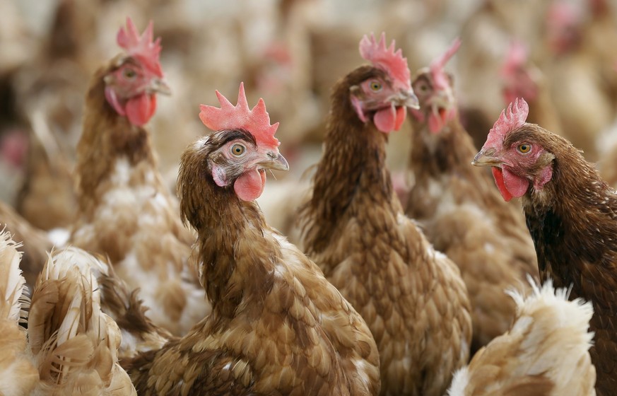 FILE - Cage-free chickens stand in a fenced pasture on an organic farm, Oct. 21, 2015, in Iowa. Livestock and poultry producers will need to comply with more specific standards if they want to label t ...