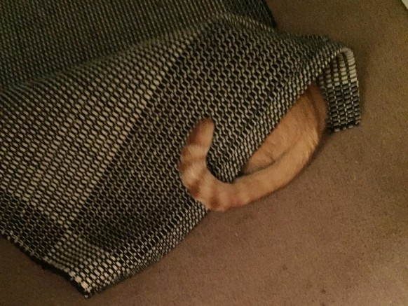 Katze Verstsecken
https://imgur.com/gallery/tMpaQ