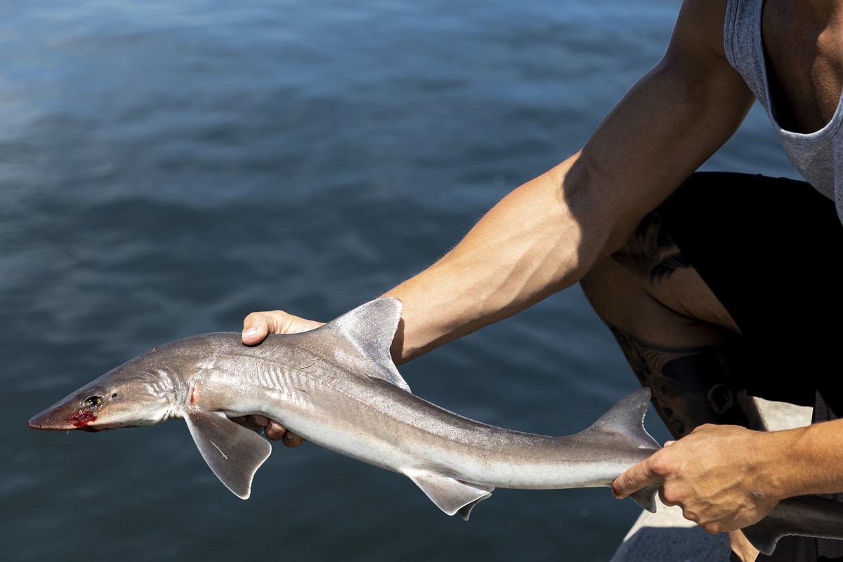 Reily Winston, 25, a fisherman from from Deerpark, N.Y., holds a shark he caught moments earlier at Robert Moses State Park, Wednesday, July 27, 2022, in Babylon, N.Y. Shark sightings have become more ...