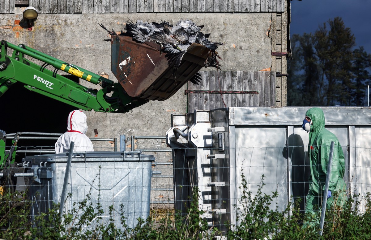 KEYPIX - epa12478332 Workers dump dead cranes believed to have died due to a highly contagious bird flue strain into a trailer at a gathering place for migratory birds, near Linum north of Berlin, Ger ...