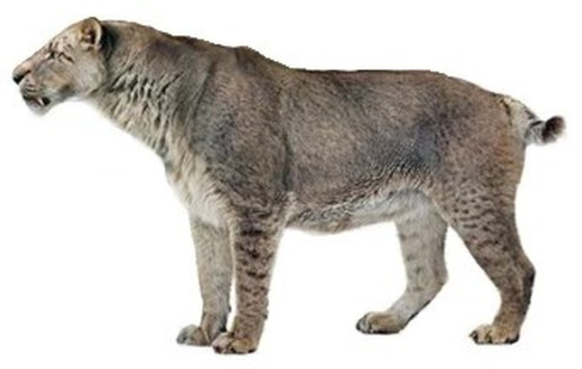Säbelzahnkatze, Säbelzahntiger, Homotherium latidens
https://sciifii.fandom.com/wiki/Homotherium_latidens?file=Homotherium_latidens_%28SciiFii%29.jpg