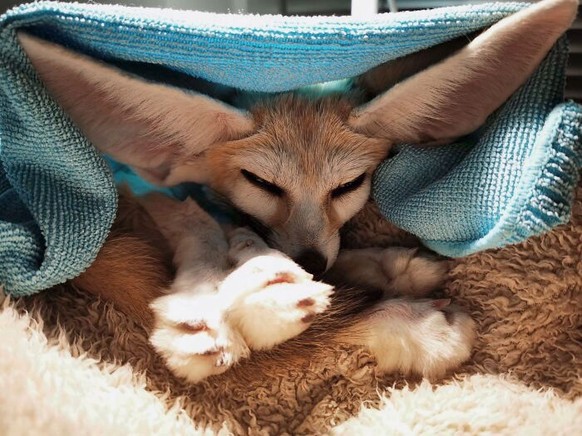 cute news tier mit grossen ohren

https://www.reddit.com/r/foxes/comments/j3zy5a/his_ears_are_part_of_the_tiny_tent/