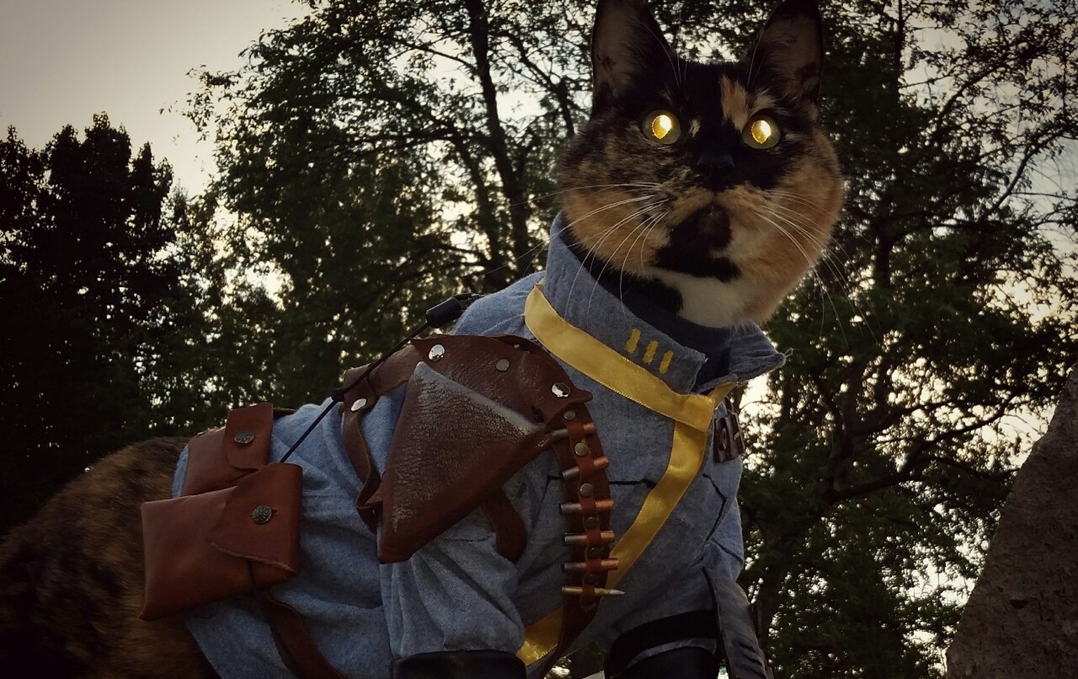 Diese Katze ist als Charakter aus dem Spiel «Fallout» verkleidet.
