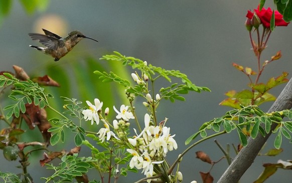 FILE - A hummingbird feeds on nectar from a moringa flower at the Praderas de Vida nursery in the San Juan de Miraflores district in Lima, Peru, Jan. 31, 2026. (AP Photo/Guadalupe Pardo, File)
Picture ...
