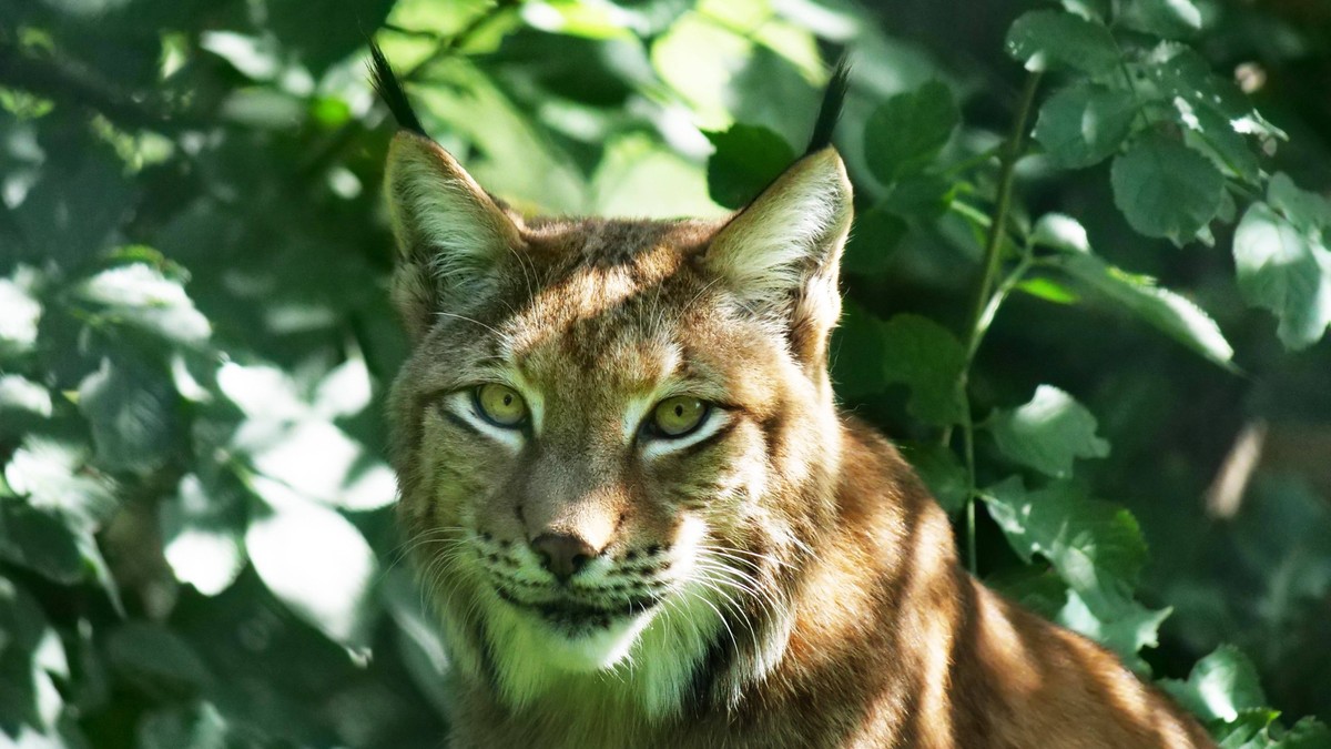Luchs in der Schweiz trotz Comeback weiter unter D