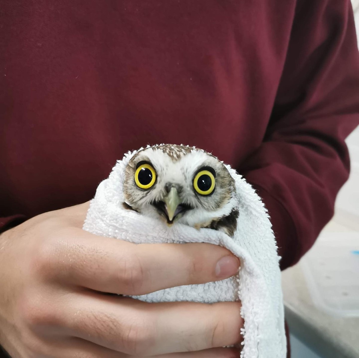 eulen in tücher

https://owlsintowels.org/gallery/