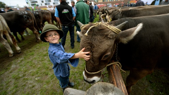 Stiere aus der ganzen Schweiz werden am Mittwoch, 10. September 2014, beim traditionellen Zuger Stierenmarkt den Bauern vorgefuehrt. (KEYSTONE/Urs Flueeler)

Bulls are on sale during the traditional ...