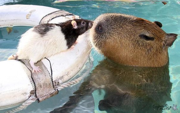 capybara

https://imgur.com/gallery/XKtnH