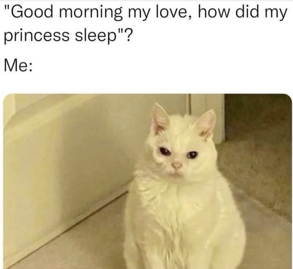 Cute News: Lustige Tierbilder