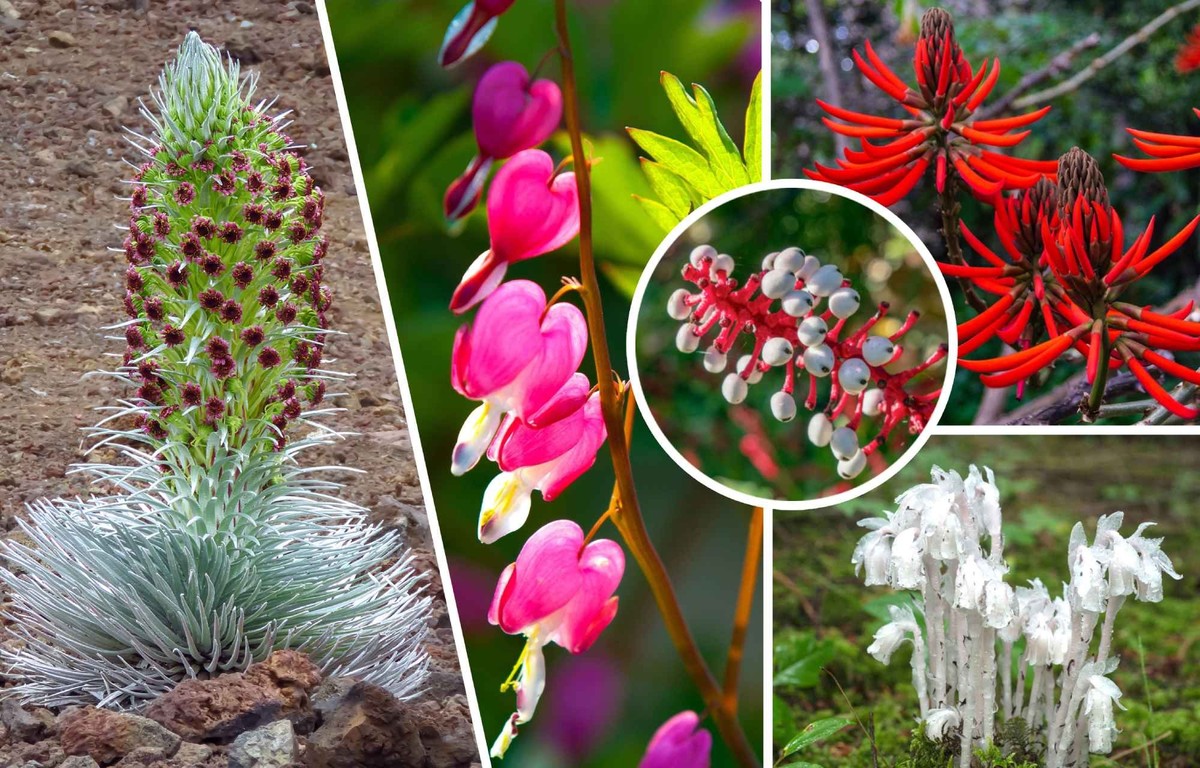 Voici 15 plantes bien réelles qui semblent être d'origine extraterrestre.