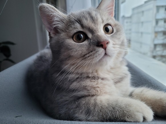 cute news animal tier katze cat

https://www.reddit.com/r/cats/comments/tyi72d/heres_our_furry_love_at_45_months_old_can_anybody/