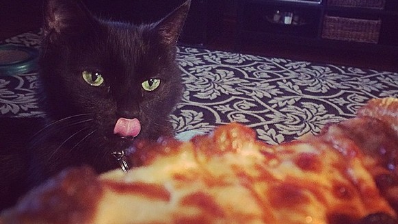 Katze mit Pizza
http://imgur.com/gallery/2QDRuW1