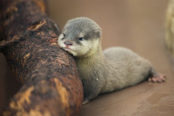 Otter