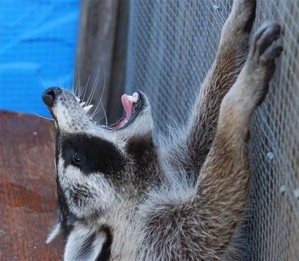 cute news tier raccoon waschbär

https://www.reddit.com/r/NatureIsFuckingCute/comments/197bkz4/i_was_just_told_that_humans_are_part_of_nature/