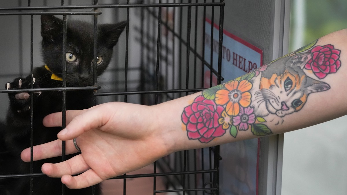 Vinnie, a 9 week old rescued stray kitten, being cared for with his brother by Peterborough Cat Rescue, at St Paul's Church in Covent Garden in London, Saturday, Nov. 18, 2023. Following the succ ...