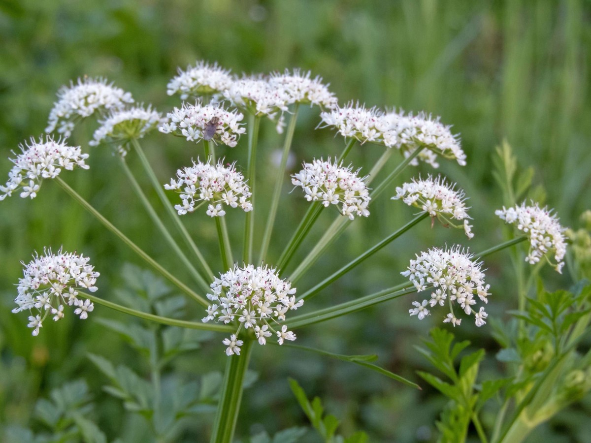 Avec la Grande Ciguë, l'Oenanthe safranée compte parmi les espèces végétales les plus mortelles d'Europe. Sa floraison s'étend d'avril à juin.