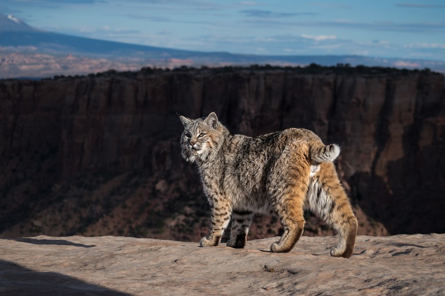 Rotluchs, Lynx rufus, Bobcat