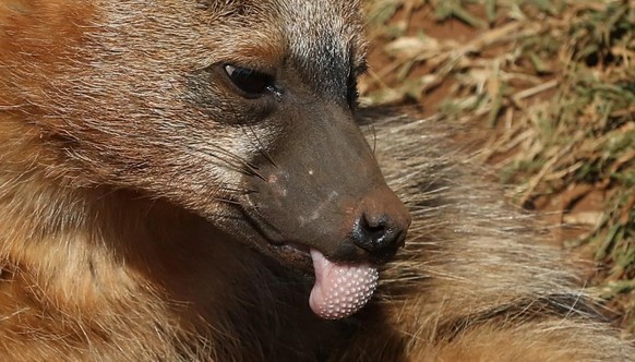cute news tier erdwolf

https://www.reddit.com/r/NatureIsFuckingLit/comments/17l59c6/while_members_of_the_hyena_family_are_not_usually/