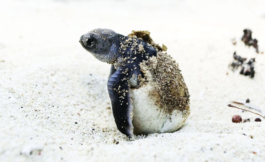 Green turtle (Chelonia mydas), hatchling coming out of egg, Juani Island, part of the Mafia Marine Park which was created with the support of WWF. Tanzania