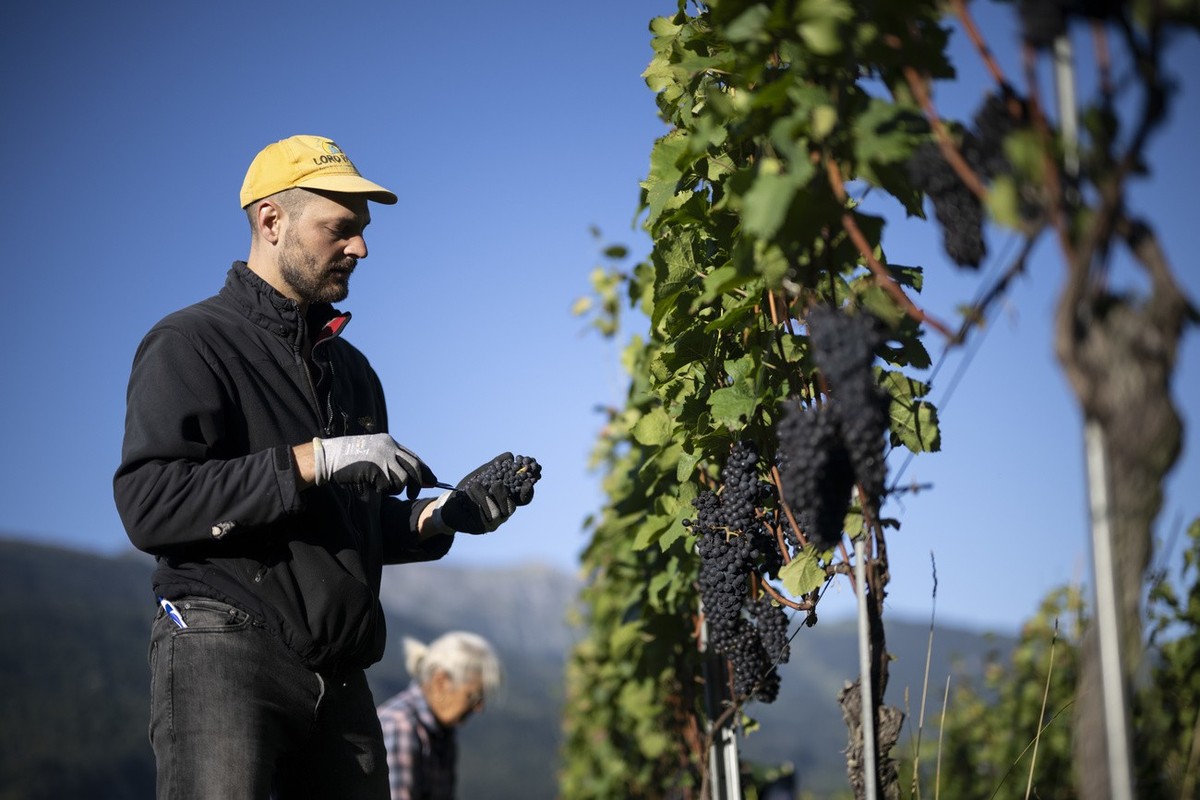 Heinz Kunz von Gatluzi Weinbau liest Blauburgunder Trauben, am Mittwoch, 20. September 2023, in der Buendner Herrschaft in Flaesch. (KEYSTONE/Gian Ehrenzeller)