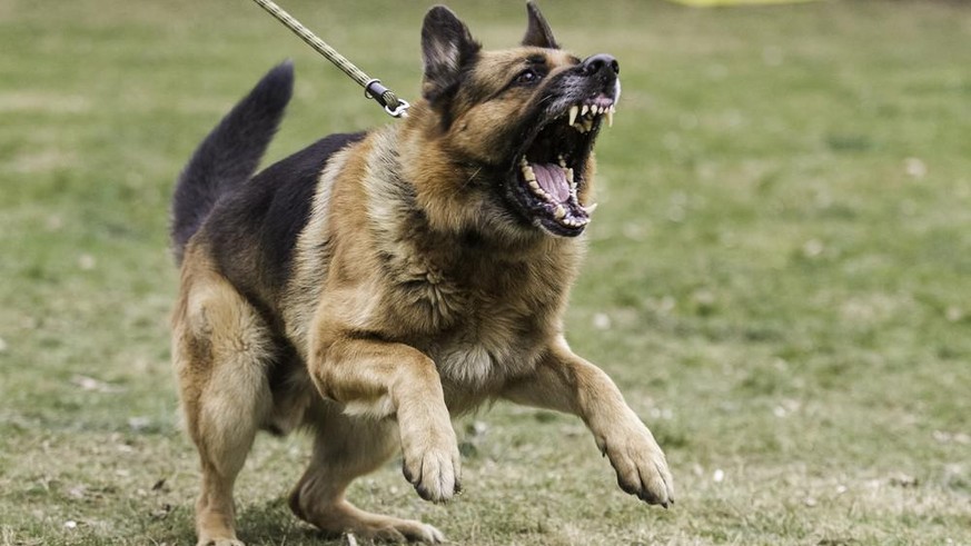 Aggressive Hunde: Drei Tipps, wie Sie sich richtig verhalten - Vimarsana News