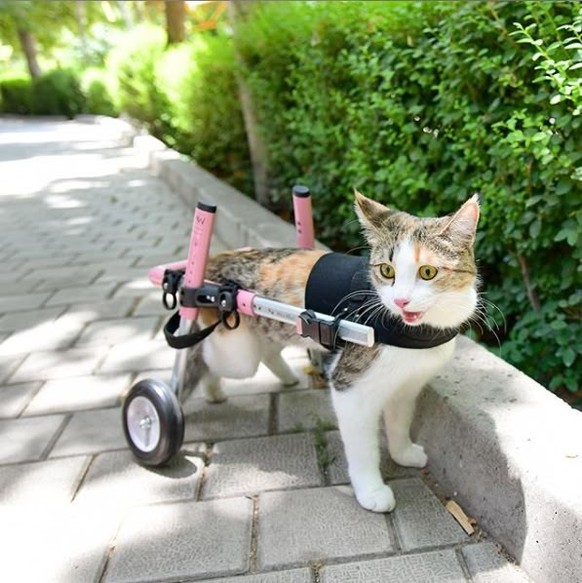cute news tier katze

https://ch.pinterest.com/pin/1970393579739330/