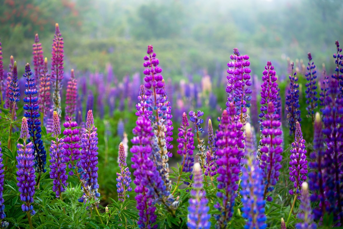 Eine Augenweide: Die Blüten der Blauen Lupine, auch Schmalblättrige Lupine genannt (Lupinus angustifolius).