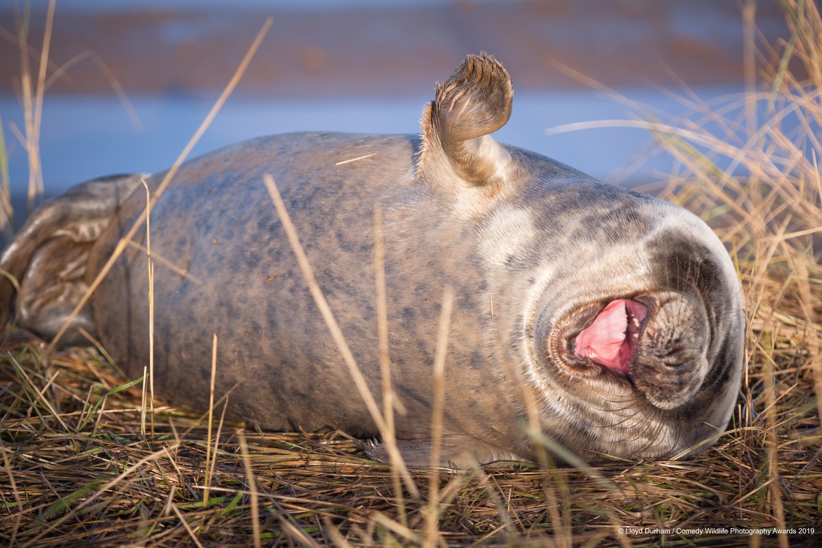 The Comedy Wildlife Photography Awards 2019
Lloyd Durham
Surbiton
United Kingdom
Phone: 07931606141
Email: lloyddurham1038@gmail.com
Title: "That's Hilarious Steve"
Description: I got t ...