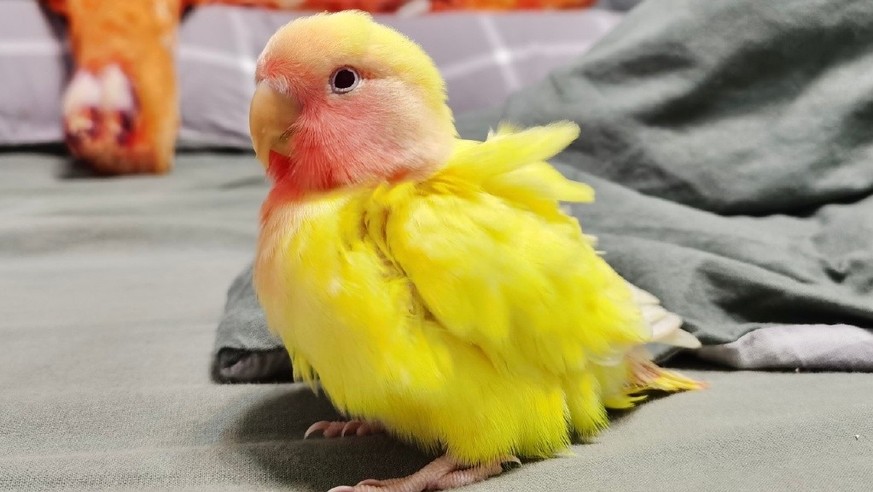 Parrot in India secures murder conviction