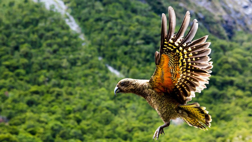 Kea Vögel Bird Neuseeland