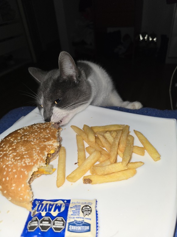 cute news tier katze klaut einen hamburger

https://www.reddit.com/r/CatsBeingCats/comments/1d1hmad/i_was_careless_for_a_second_and_now_she_is_eating/