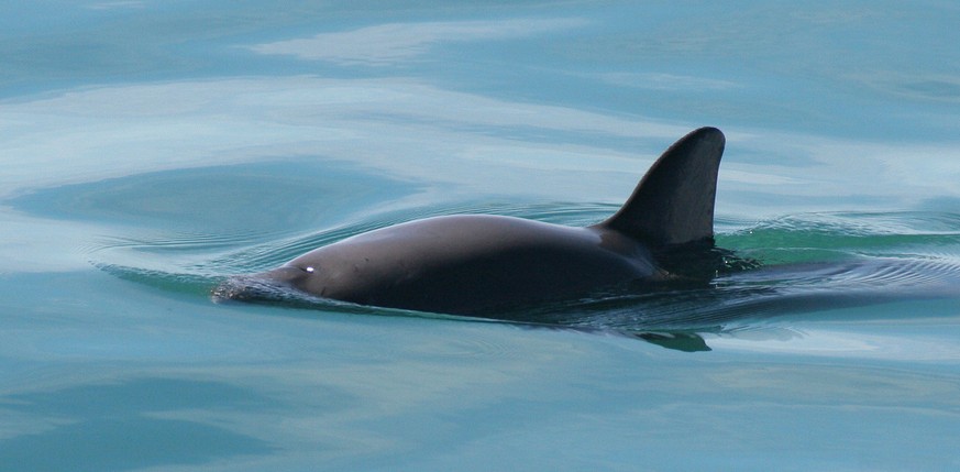 Vaquita, Kalifornischer Schweinswal (Phocoena sinus), auch Golftümmler genannt.