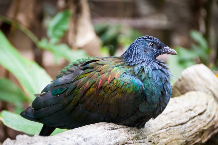 Auf Englisch heisst die Kragentaube daher <a target="_blank" rel="nofollow" href="https://en.wikipedia.org/wiki/Nicobar_pigeon">Nicobar Pigeon</a>.