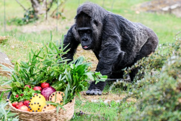 epa12024415 Fatou, the world&#039;s oldest female gorilla, sits next to her birthday basket as she celebrates her 68th birthday at Berlin Zoo, Germany, 11 April 2025. The zoo announced a birthday surp ...