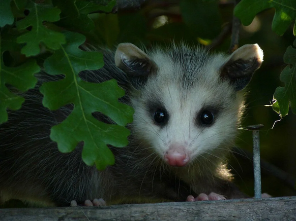cute news tier animal possum

https://www.reddit.com/r/Awwducational/comments/u2mg8x/virginia_opossums_have_a_gestational_period_of/