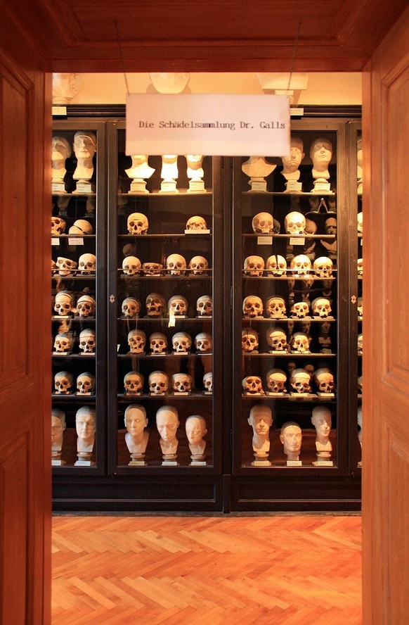 Schädelsammlung im Rollettmuseum in Baden bei Wien
https://commons.wikimedia.org/w/index.php?curid=11863714