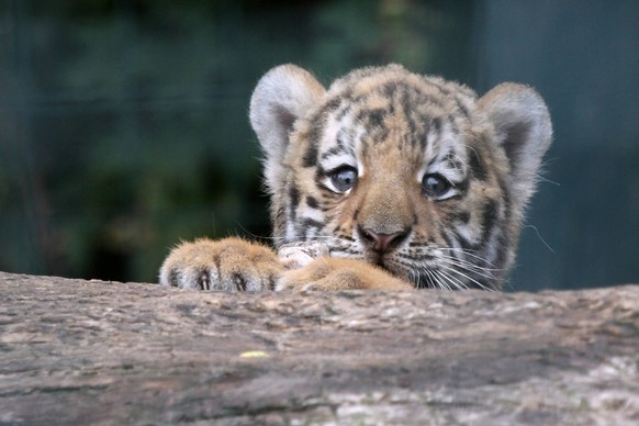 8/ Tierportrait: Antares , geb. 23.6.2008, Sibirischer Tiger, Amurtiger, lat. Panthera tigris altaica Temminck, Siberian Tiger, im Berliner Tierpark Friedrichsfelde, Katze, Gosskatze, Grosskatzen, Kin ...
