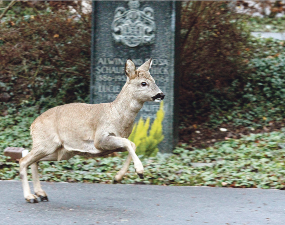 Spielwiese auch für die Kleinen: So schnell wird die Friedhofsverwaltung die Tiere wohl nicht mehr los.